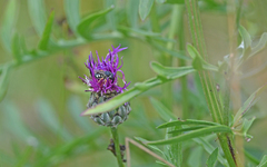 Pseudoanthidium nanum