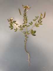 Polanisia dodecandra