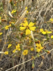 Deinandra