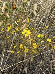 Deinandra