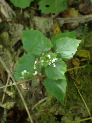 Circaea