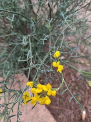 Coronilla juncea