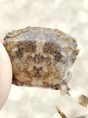 Trissoplax dentata