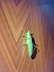 Hexacentrus unicolor