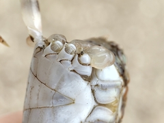 Trissoplax dentata