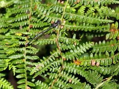 Pteridium aquilinum capense