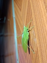 Hexacentrus unicolor