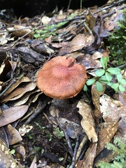 Cortinarius quercoarmillatus