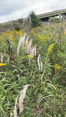 Bromus