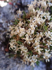 Cherleria