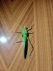 Hexacentrus unicolor