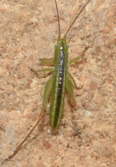 Conocephalus conocephalus