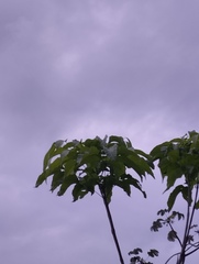 Vasconcellea pubescens