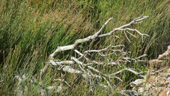Cisticola subruficapilla
