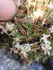 Cherleria