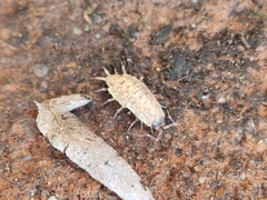 Porcellionides cingendus