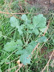 Brassica napus