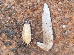 Porcellionides cingendus