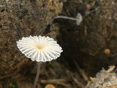 Coprinopsis radiata