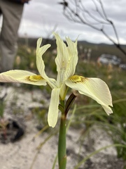 Moraea anomala