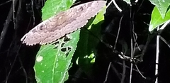 Erebus walkeri