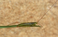 Conocephalus conocephalus