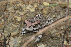 Sclerophrys capensis