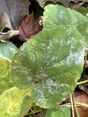 Podosphaera macularis