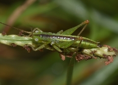 Conocephalus conocephalus
