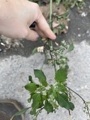 Chenopodium album
