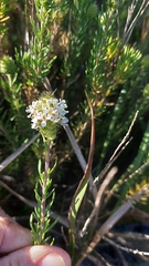 Microdon capitatus