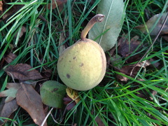 Juglans