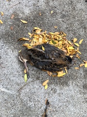 Scolopax minor