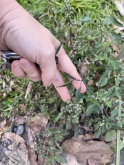 Chenopodium album