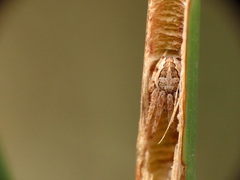 Larinioides