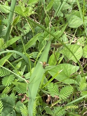 Toxomerus floralis