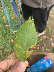 Ulmus rubra