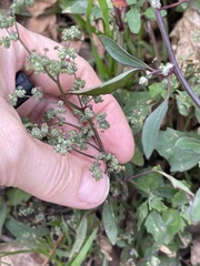 Chenopodium album