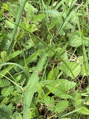 Toxomerus floralis