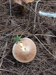 Suillus collinitus