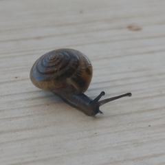 Gastrodontidae