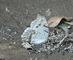 Morpho polyphemus
