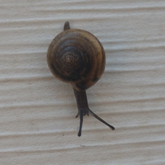 Gastrodontidae