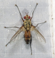 Icelia triquetra