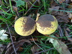Juglans