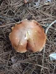 Suillus collinitus