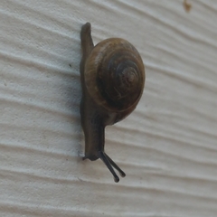 Gastrodontidae