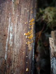 Dacrymycetaceae