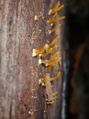 Dacrymycetaceae