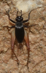 Trigonidium cicindeloides